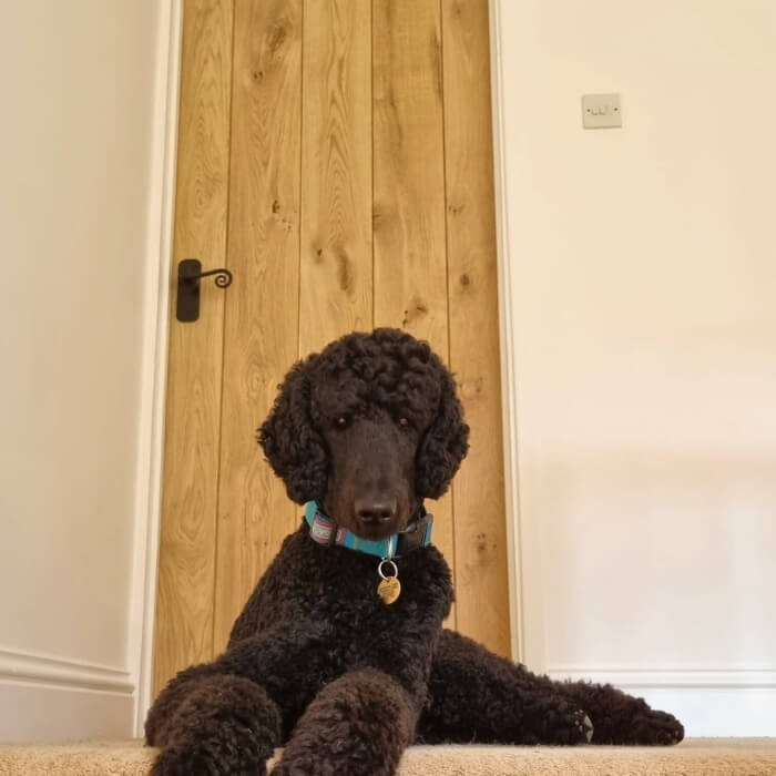 Charming oak internal door in a bright hallway with a friendly black poodle resting in front.